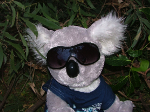 Mr Koala