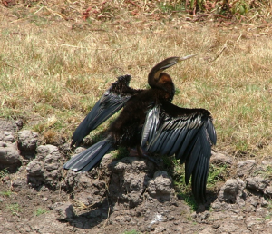 Cormorant, Kakadu, Northern Territory, Australia
