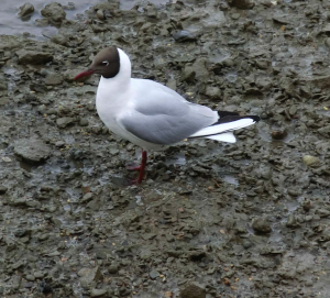 Black-headed Gull
