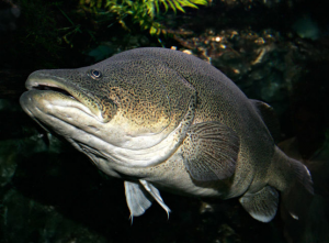 Murray Cod Wikipedia