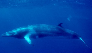 Minke whale