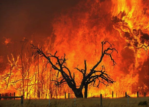 Image courtesy of http://bushfirefront.com.au