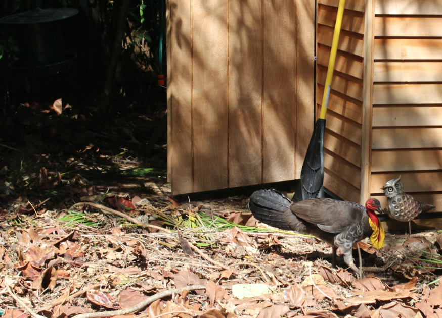 Bush turkey wanting to build a nest