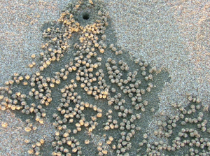 crabs are real, homogenised data is not